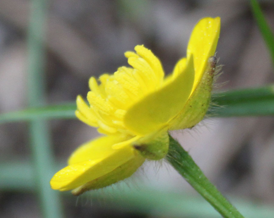 bosco misto 10 - Ranunculus sp